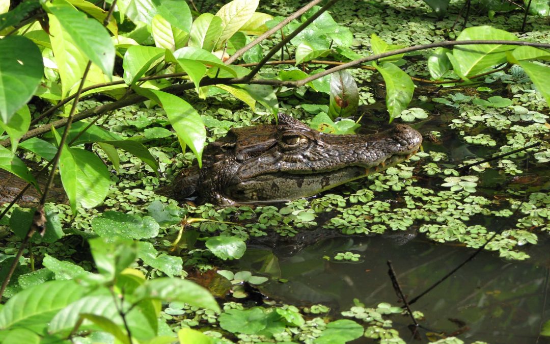 Caiman crocodilus Costa Rica_2